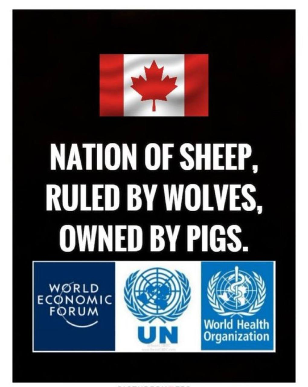canada-sheep-pigs.png
