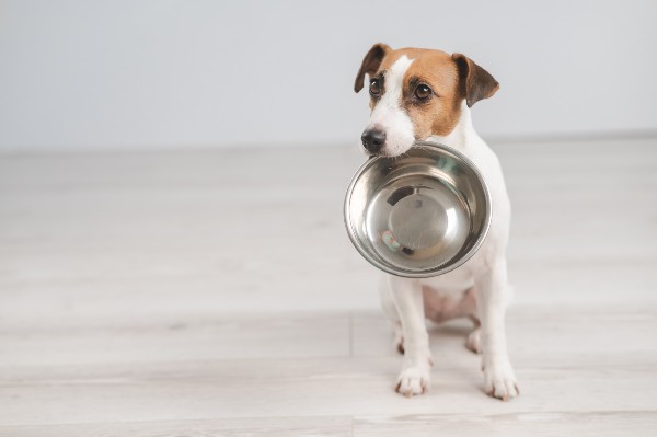 dog-empty-bowl.jpg