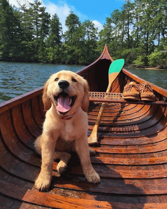 lets-have-fun-dog-canoe.gif