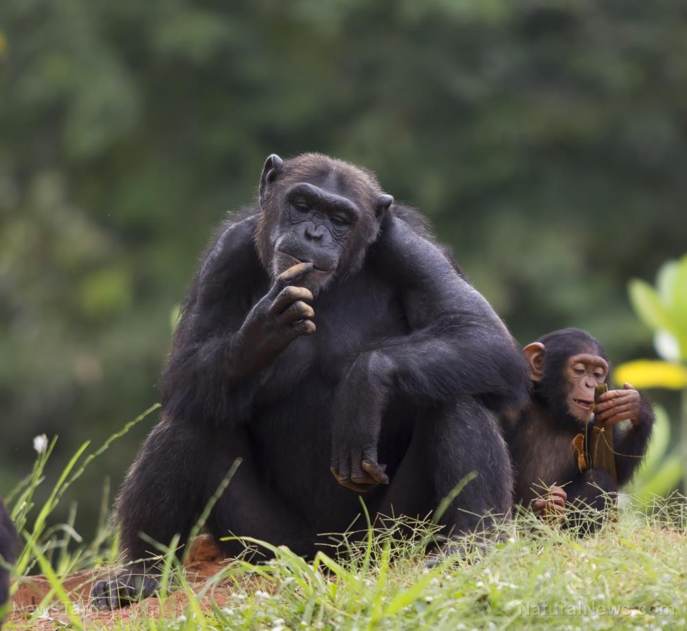 Scimpanzé-Scimmia-Animale-Chimp-Baby-Bonobo-Serious.jpg