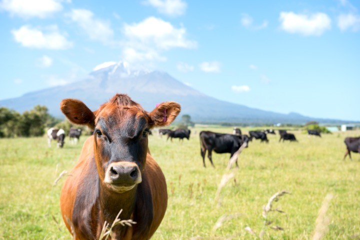 New-Zealand-cow-10.12.22.jpg