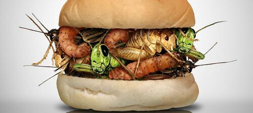 adoboe-stock-cricket-bug-insect-burger-2000x900.jpeg