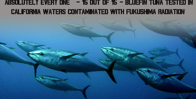 bluefintuna-650x330.png