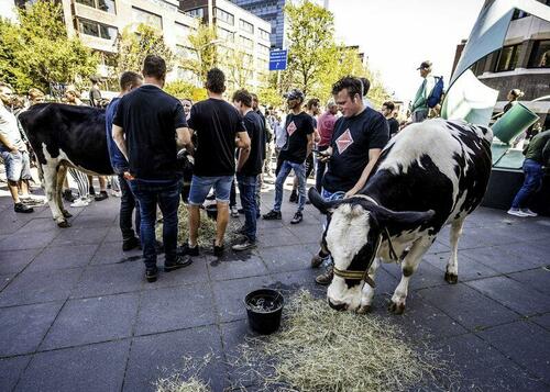 cows-dutch.jpg