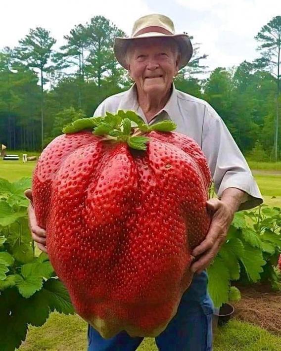 giant-strawberry.jpeg