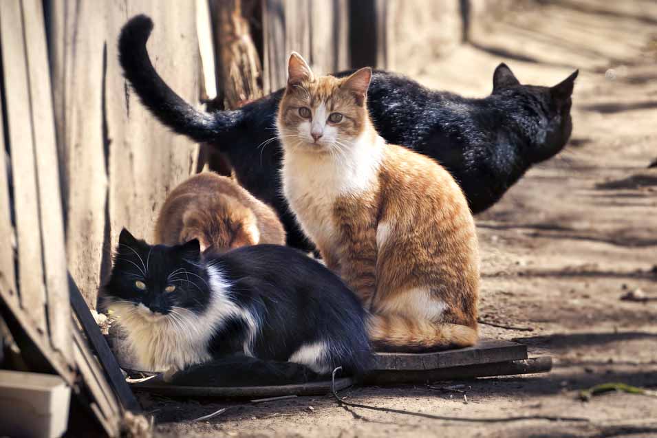 Четверо кошек
