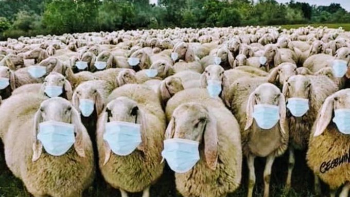 masks-on-sheep.jpeg