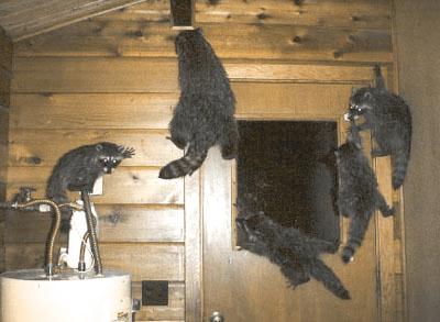 raccoons5.jpg