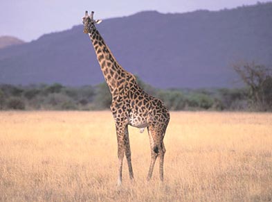 serengeti131.jpg