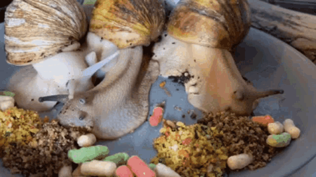 snails-feasting.gif