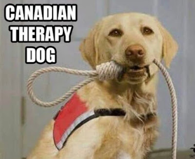 therapy-dog.jpg