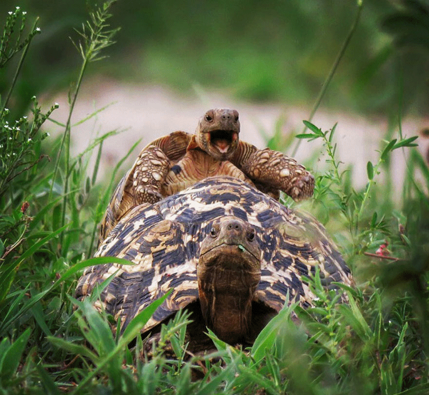 turtles-mating.gif